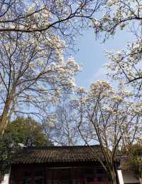 只要8塊錢就能收穫蘇州三月醉美玉蘭花