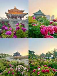 春日必去！西安興慶公園，帶你穿越千年尋古韻