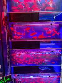 值得一逛的濟南花卉水族市場