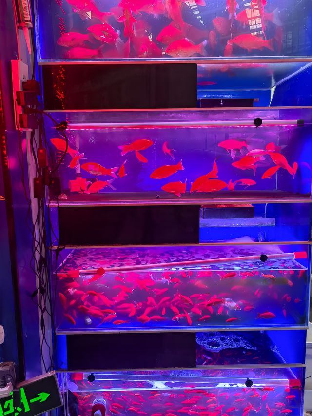 值得一逛的濟南花卉水族市場