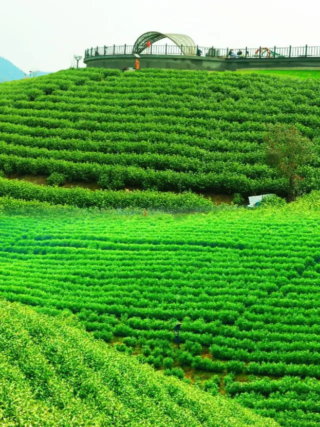 The endless tea plantation is the Anji white tea garden
