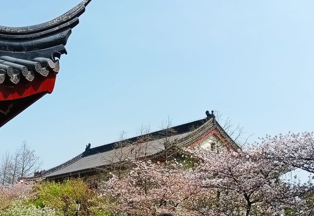 沒有櫻花的雞鳴寺，啥也不是—南京雞鳴寺的不值得