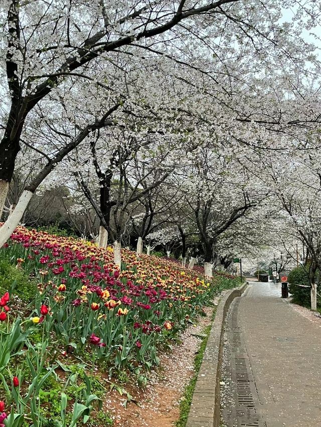 湖南省長沙植物園的櫻花開了～