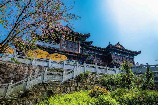 陽春三月，來夷陵遇見驚喜