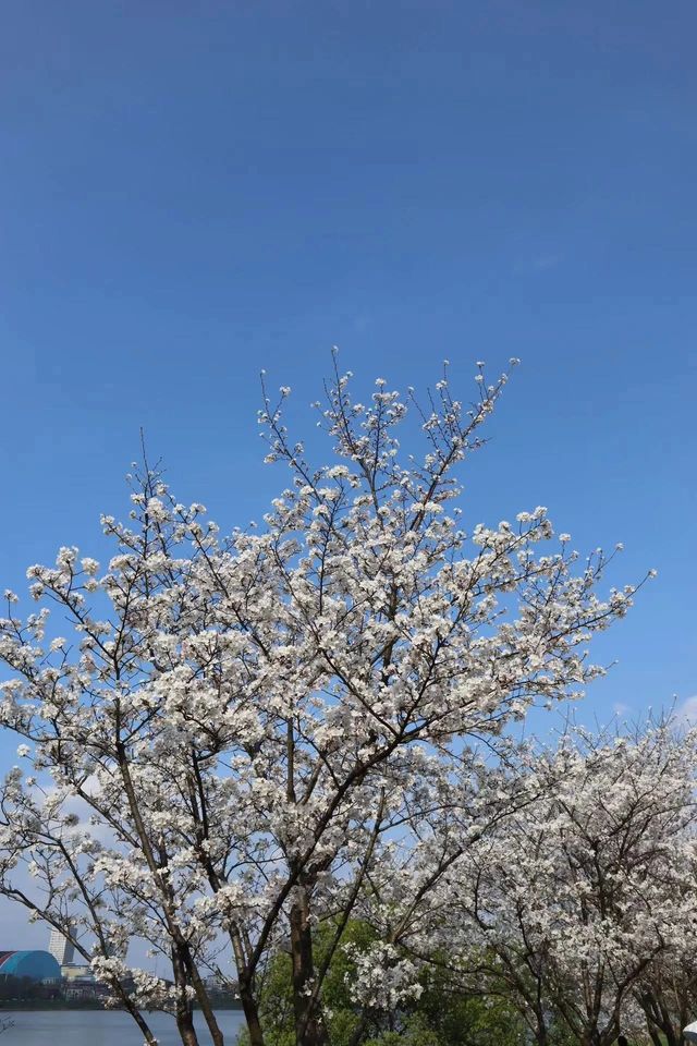 株洲櫻花
