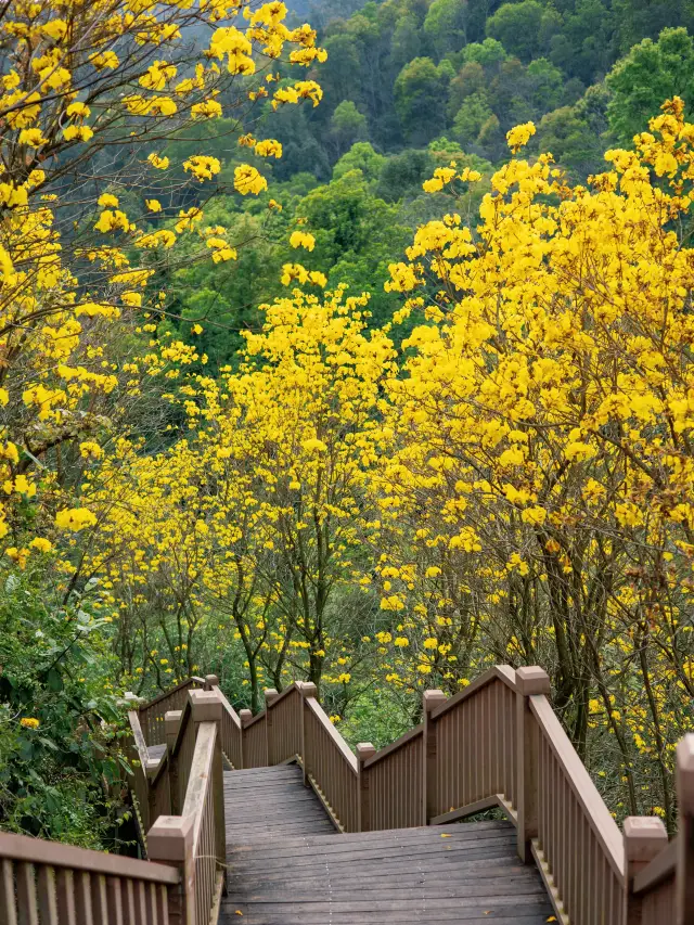 The national forest park is full of blooming yellow Tabebuia trees