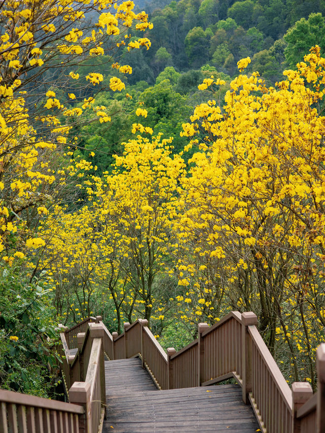 開滿黃花風鈴木的國家森林公園