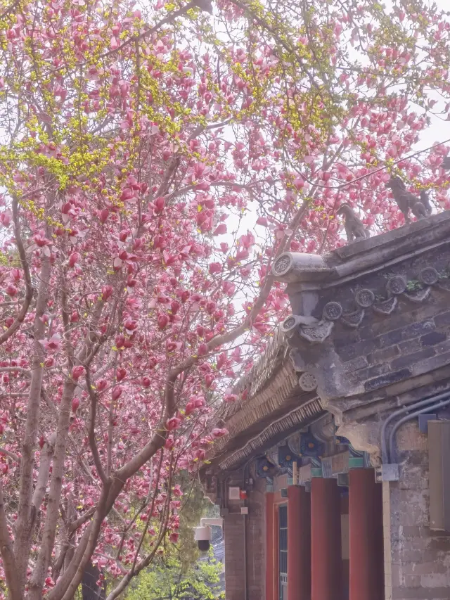 潭柘寺の春