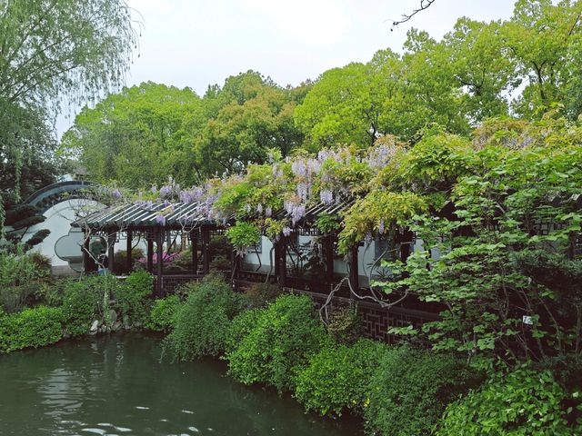 這個公園裡藏著470年的古藤