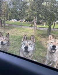 秦皇島野生動物園超全攻略~