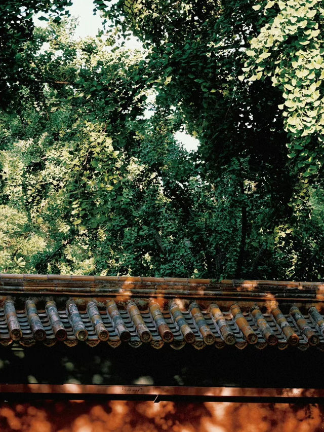 【北京景點】景山公園：俯瞰故宮全景俯仰天地之間