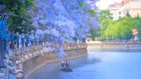 藍花楹的盛開，是春末夏初的一道絕美風景