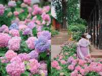 開滿無盡夏的千年古寺