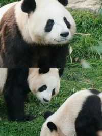 秦嶺野生動物園開園了，不一樣的體驗