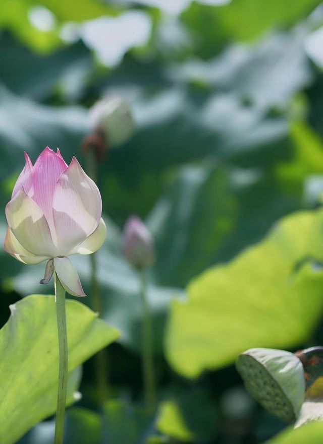 7月賞荷正當時