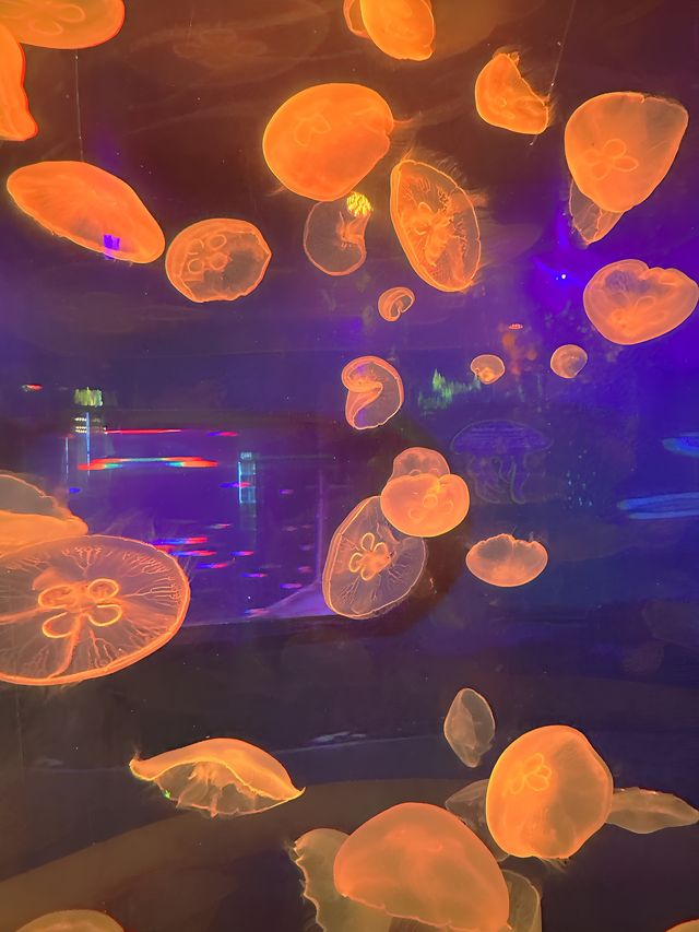 東莞藍色夢境 | 超出片的海洋館