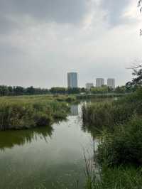 來東營，明月湖國家濕地公園真的不要錯過