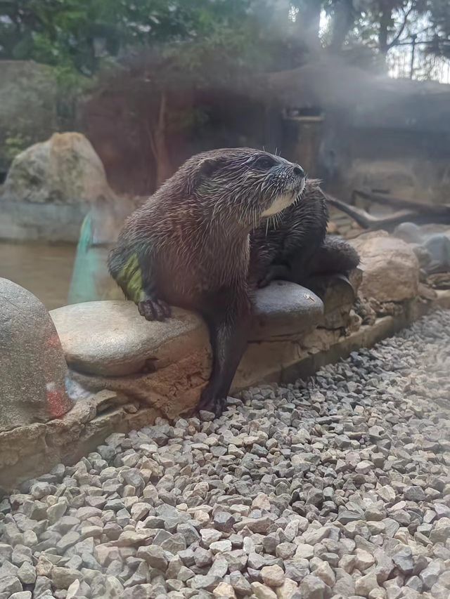 昆明圓通山動物園