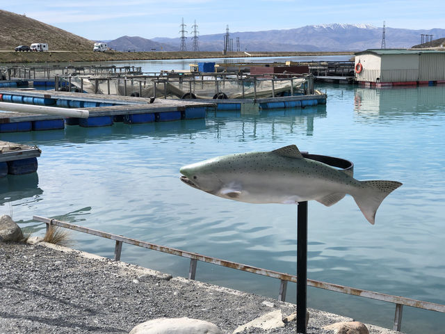 高地鄉村鮭魚，舌尖上的美味享受