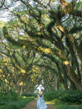 De Djawatan Forest is so Charming 🥰❤️