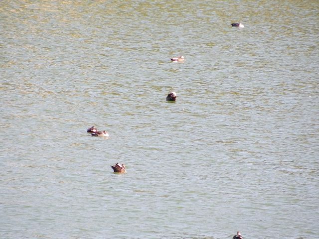 和順古鎮野鴨湖。