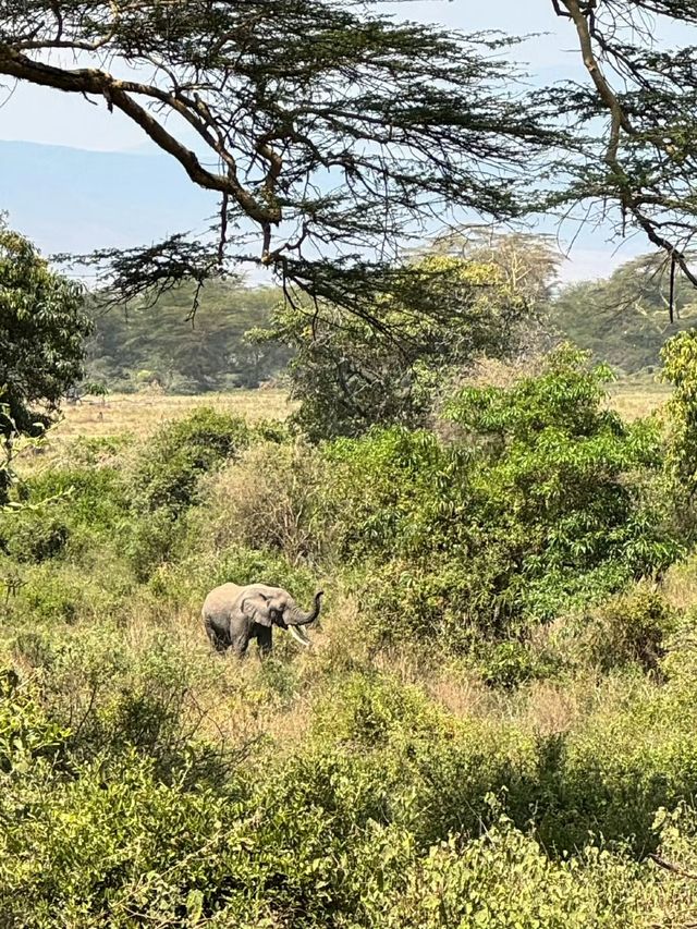 阿魯沙國家公園打卡坦桑尼亞動物世界。