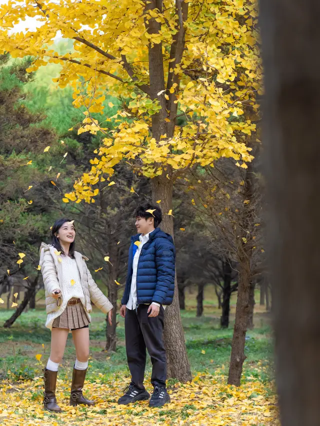 In autumn, Beijing becomes Beiping | Free Ginkgo Avenue Viewing Guide.