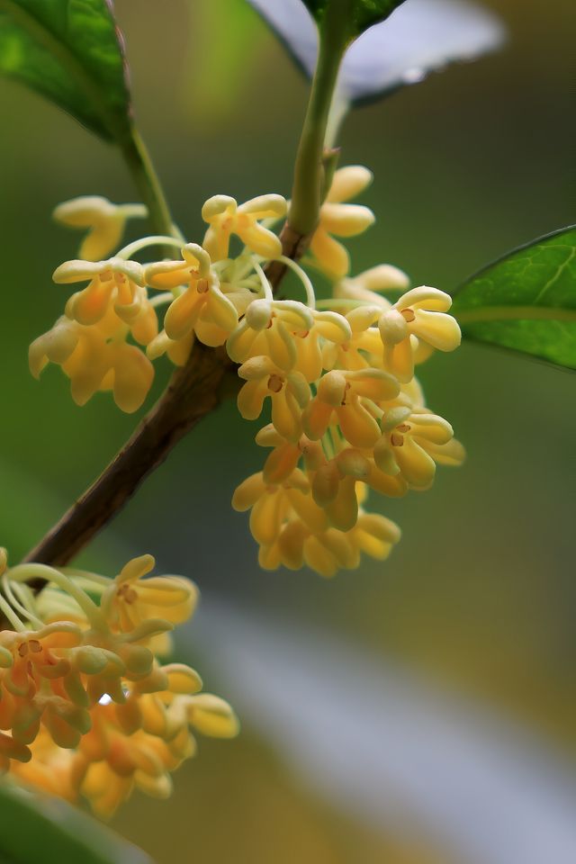 「香城」瀰漫桂花香。