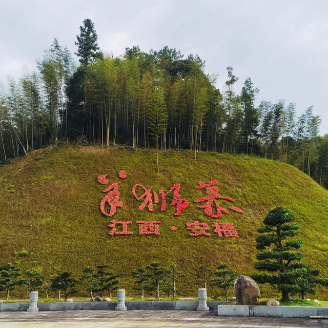 來羊獅慕爬山啦