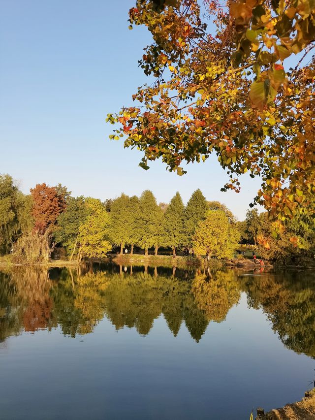 南京｜中山植物園的秋色已經美到了巔峰。