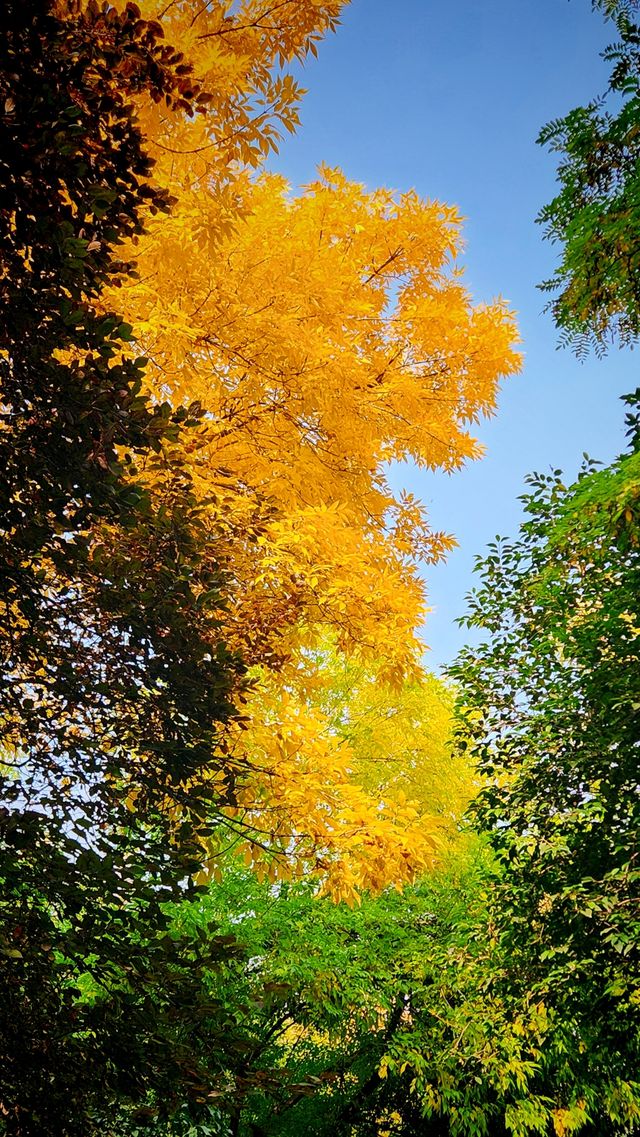 秋色暈染了豐慶公園的眉梢。