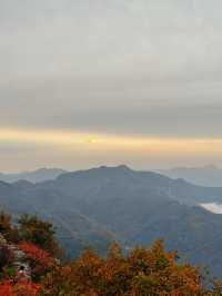 鎮安海棠山|雲海深處見海棠。