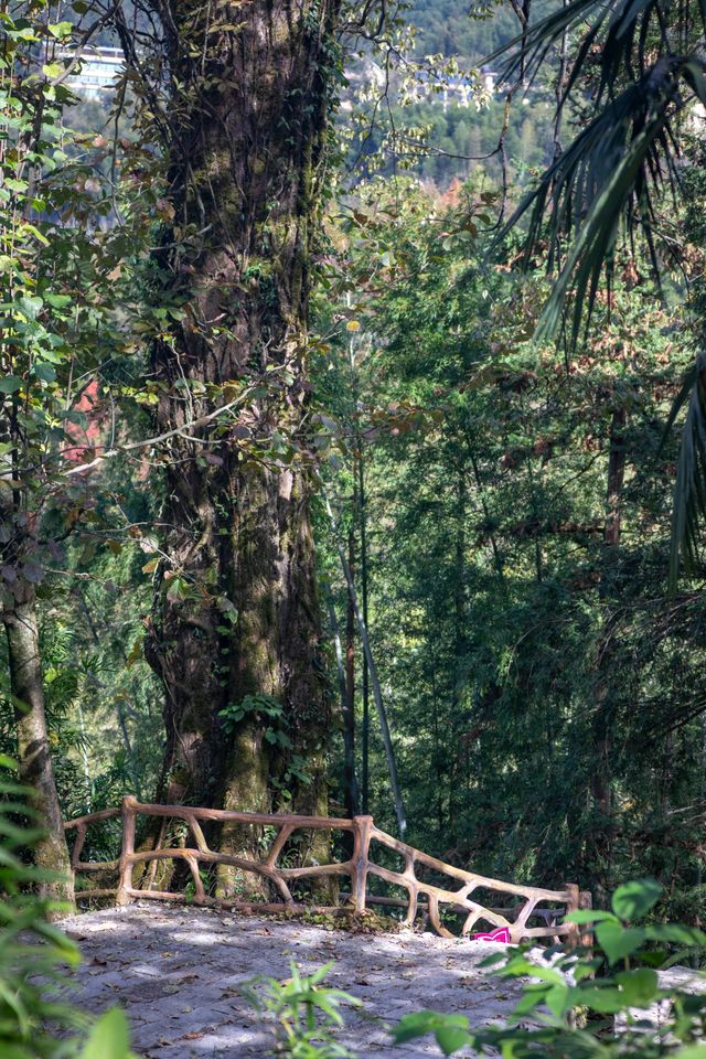 我在武功山下發現了一座百年古樹村。