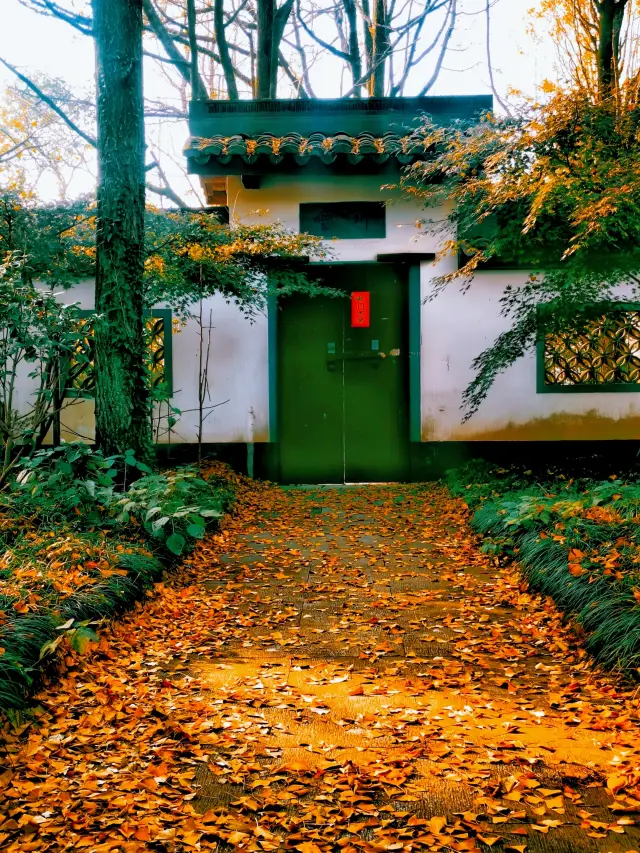 財神與銀杏交織的金色畫卷——雲棲竹徑真跡寺。