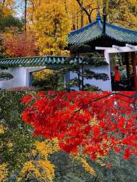 被嚴重低估的上海小眾賞楓地中山公園。