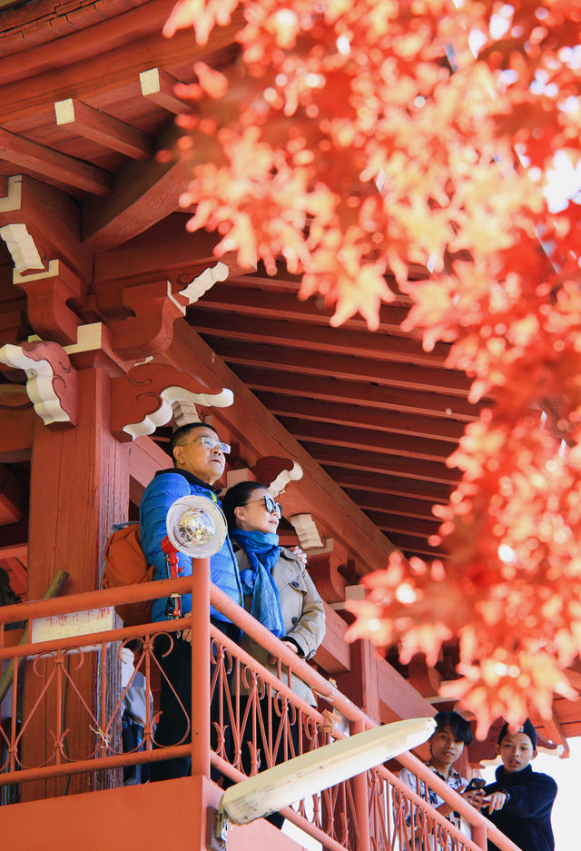 日本長野長圓寺 血紅的楓美極了。