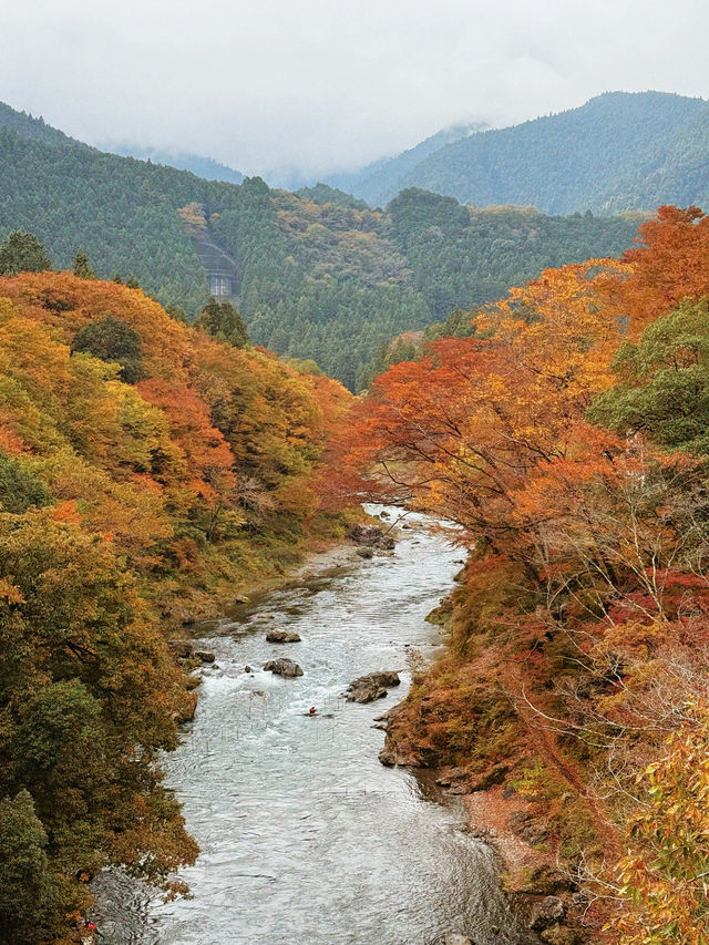 東京｜青梅御岳溪谷 關東紅葉秘境。