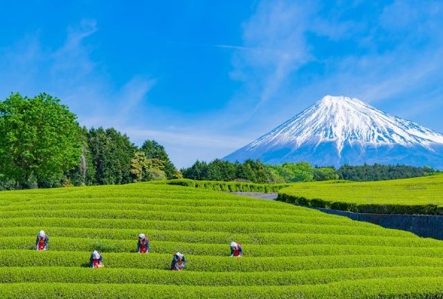 靜岡 | 日本的茶韻與山海盛景 。