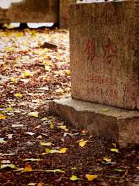 錯過這一年，上海古樹公園001號古銀杏黃。