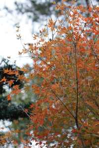 雲門寺的葉子終於紅了！