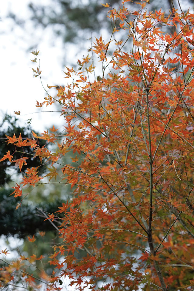 雲門寺的葉子終於紅了！
