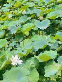 「一日遊指南」深圳仙湖植物園&弘法寺攻略🌿