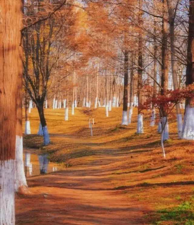 西安滻灞國家濕地公園