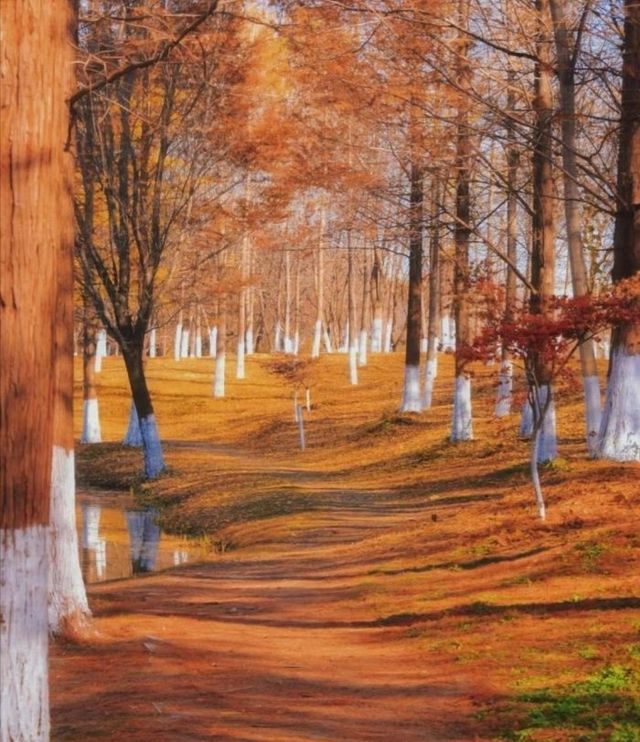 西安滻灞國家濕地公園 西安滻灞國家濕地公園