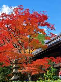 京都紅葉季最不能錯過的地方—常寂光寺