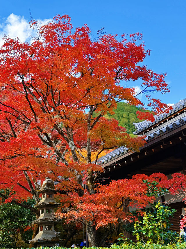 京都紅葉季最不能錯過的地方—常寂光寺