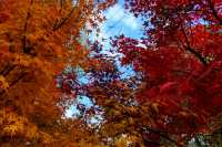 又是一年楓葉紅~~花開海上生態園