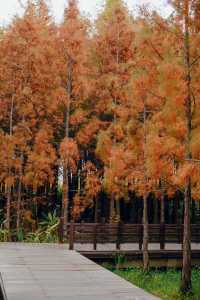 蘇州的冬天怎能不打卡虎丘紅杉樹林