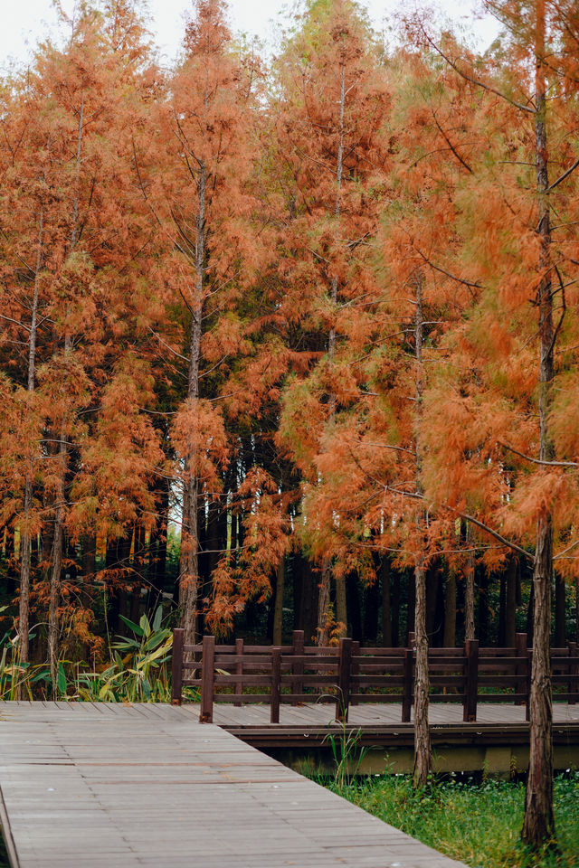 蘇州的冬天怎能不打卡虎丘紅杉樹林