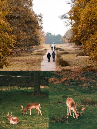 Step into a fairy tale! Bradgate Park in Loughborough
